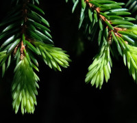 Fichte © Ernst Frühmann