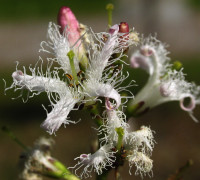 Fieberklee © Ernst Frühmann