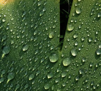 Ginkgo © Ernst Frühmann