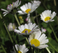 Gänseblümchen © Ernst Frühmann