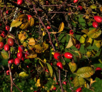 Hundsrose © Ernst Frühmann