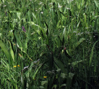 Herbstzeitlose © Ernst Frühmann