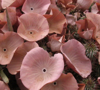 Hoodia © Ernst Frühmann