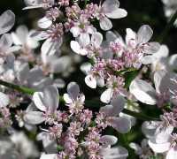 IA_B_Udaipur_IMG_9470atwszzzbr