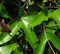 Passionsblume © Ernst Frühmann