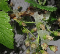 Schwarze Johannisbeere © Ernst Frühmann