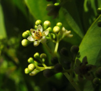 Kampferbaum © Ernst Frühmann