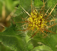 Benediktenkraut © Ernst Frühmann