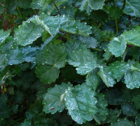Kleiner Wiesenknopf © Ernst Frühmann