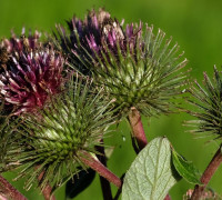 Klette © Ernst Frühmann