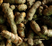 Gelbwurz © Ernst Frühmann