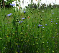 Saat-Leinen oder Flachs © Ernst Frühmann