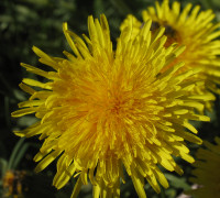 Löwenzahn © Ernst Frühmann