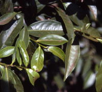 Matebaum © Ernst Frühmann