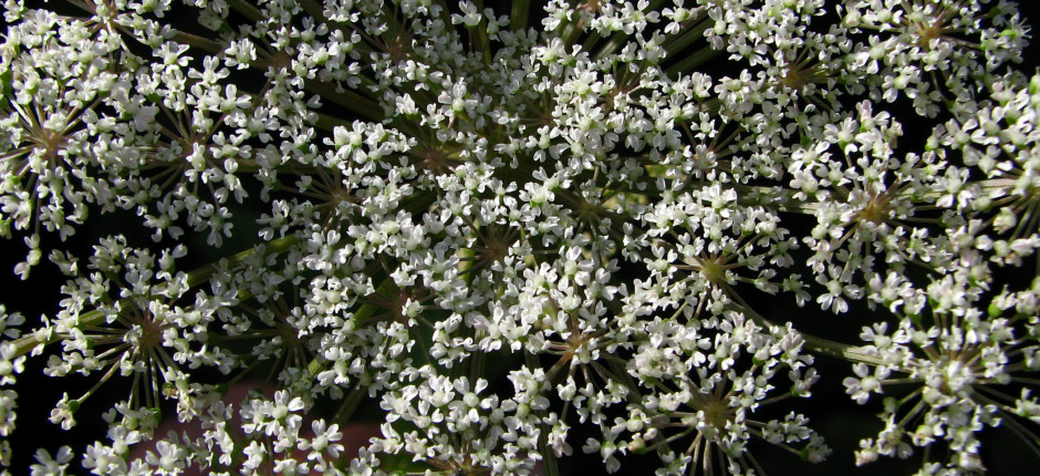 Meisterwurz © Ernst Frühmann