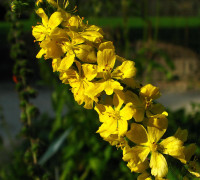 Odermennig © Ernst Frühmann