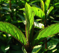 Pfefferminze © Ernst Frühmann