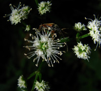 Sanikel  © Ernst Frühmann