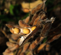 Sojabohne © Ernst Frühmann