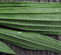 Spitzwegerich© Ernst Frühmann