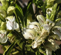 Malabarnuss © Ernst Frühmann