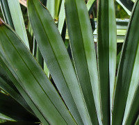 Sägepalme © Ernst Frühmann