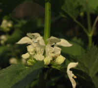 Taubnessel  © Ernst Frühmann