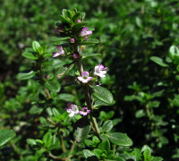 Thymian © Ernst Frühmann