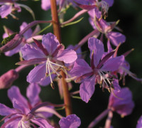 Weidenröschen © Ernst Frühmann