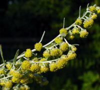 Wermut © Ernst Frühmann