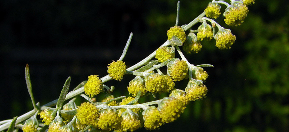 Wermut © Ernst Frühmann