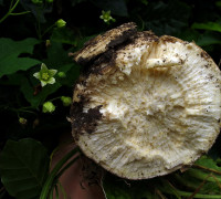 Zaunrübe  © Ernst Frühmann