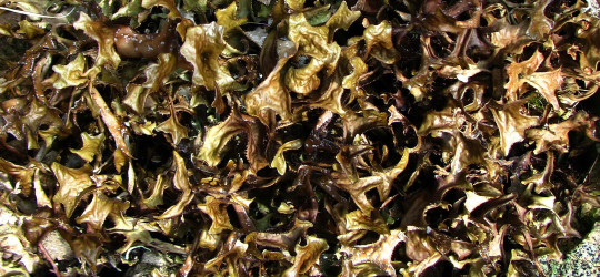 Isländisches Moos © Ernst Frühmann