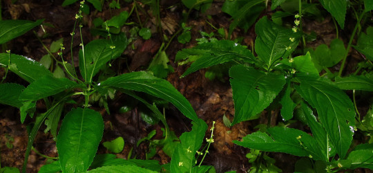 Wald-Bingelkraut © Ernst Frühmann