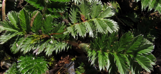 Gänsefingerkraut © Ernst Frühmann