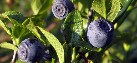 Heidelbeere © Ernst Frühmann