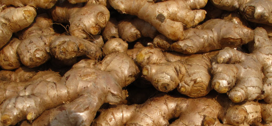 Ingwer © Ernst Frühmann