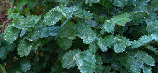 Kleiner Wiesenknopf © Ernst Frühmann