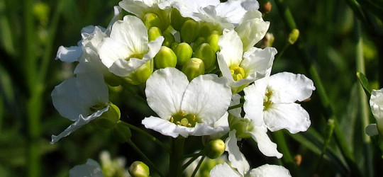 Meerrettich © Ernst Frühmann