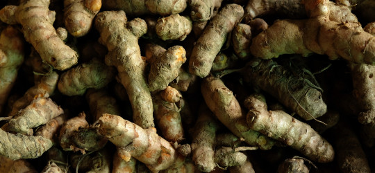 Gelbwurz © Ernst Frühmann