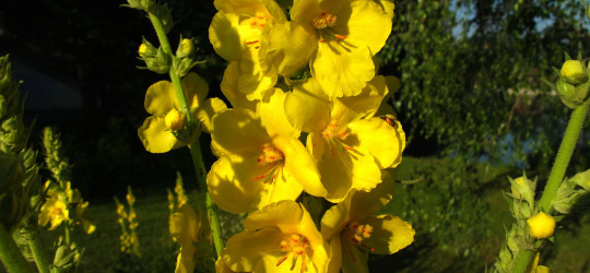 Königskerze © Ernst Frühmann