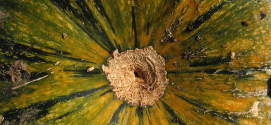 Weichschaliger Steirischer Ölkürbis © Ernst Frühmann