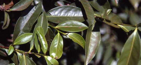 Matebaum © Ernst Frühmann