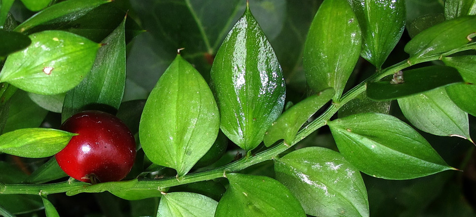 Stechender Mäusedorn © Ernst Frühmann