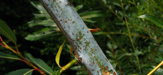 Weide © Ernst Frühmann