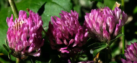 Rotklee © Ernst Frühmann