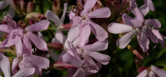 Seifenkraut © Ernst Frühmann