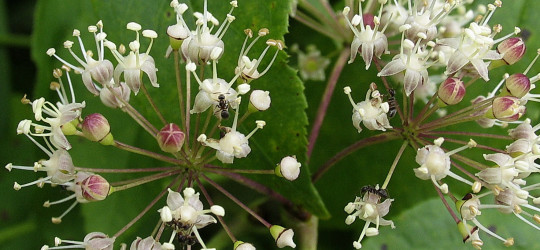 Taigawurzel © Ernst Frühmann