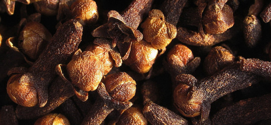 Gewürznelke © Ernst Frühmann