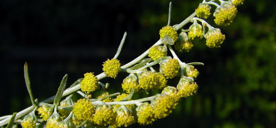 Wermut © Ernst Frühmann